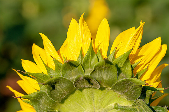 sunflowers-1883