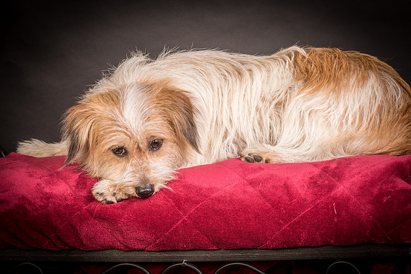 Foster Tiny-1543