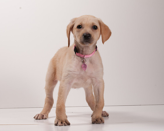 GCSPCA BB-6115