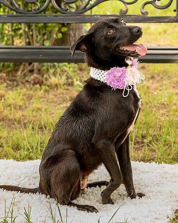 Darlington - Daisy-8706
