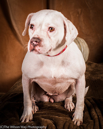 Foster Canvas-6130