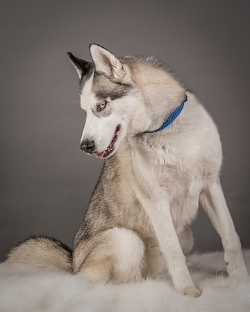 Foster Aspen-7590