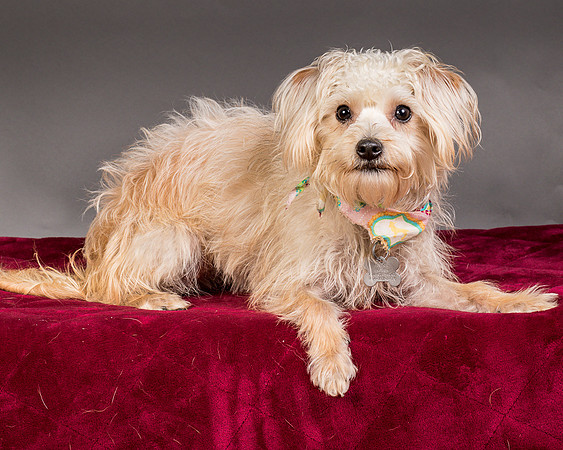 Foster Henrietta-8396