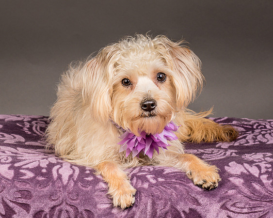 Foster Henrietta-8504