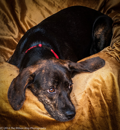 Foster Boscoe-9143