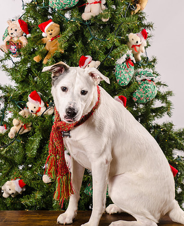 Gerke-1950