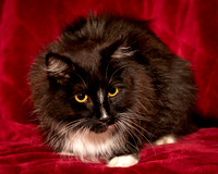 Foster Hershey-9485