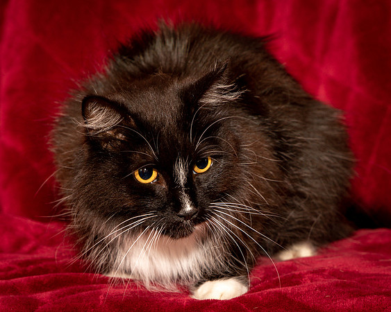 Foster Hershey-9485