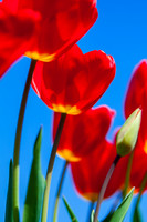 Flower Red Tulips-2865