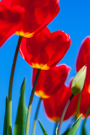 Flower Red Tulips-2865