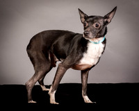 GCSPCA - Foster Luc