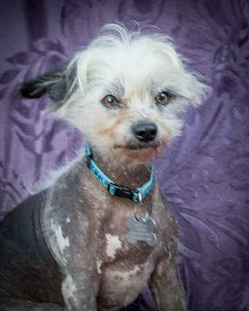 Foster Freckles-5422