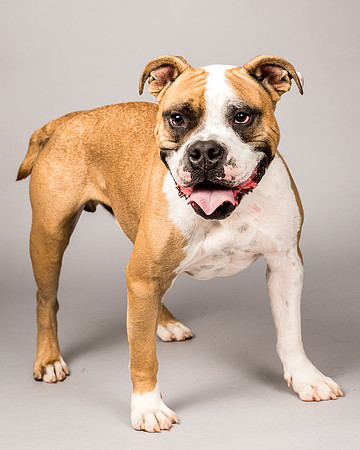 Foster Dexter-2106