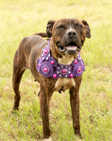 Darlington - Chloe-8667