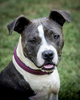 Foster Maya-0239