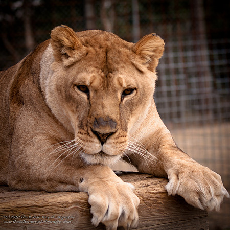 Suzies Pride-2393