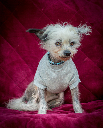 Foster Freckles-5463