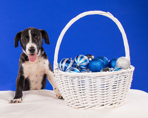 Foster Rascal-2424