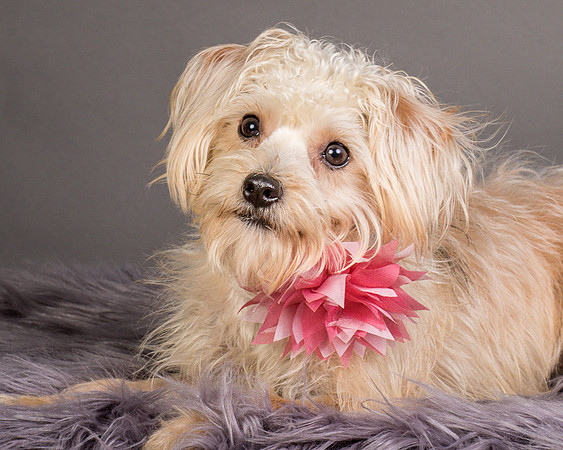 Foster Henrietta-8696