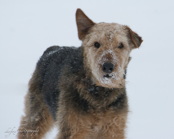 Layla in snow-5272