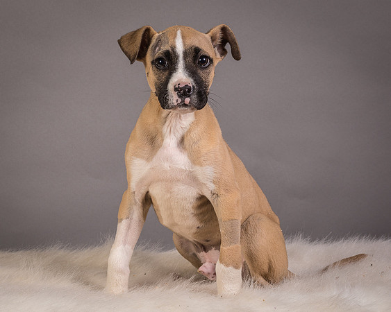 Foster Barnabas-4569