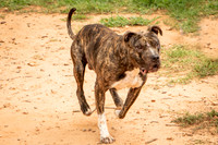 Gus-1656