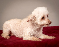 Foster Jacobi-8318