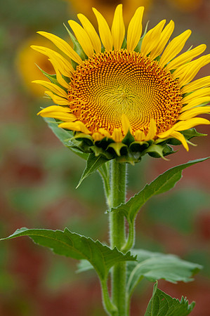 sunflowers-8792