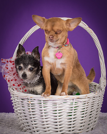 Rhumba and Hula-5487