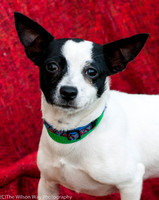 Foster Alfred
