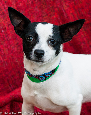 Foster Alfred-2