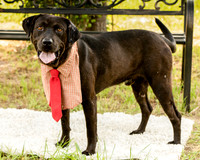 Darlington - Louie-8804