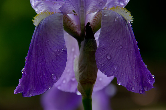 IMGP5541