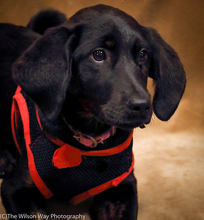Foster Claudine-0969