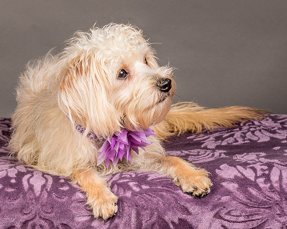 Foster Henrietta-8513
