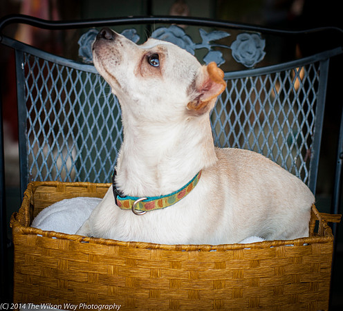 Foster Dyrdek-9338