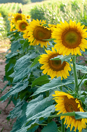 sunflowers-1967