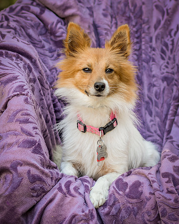 Foster Brandi-3165