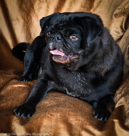 Foster Hotdog-8919