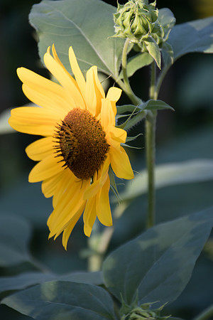 sunflowers-1948
