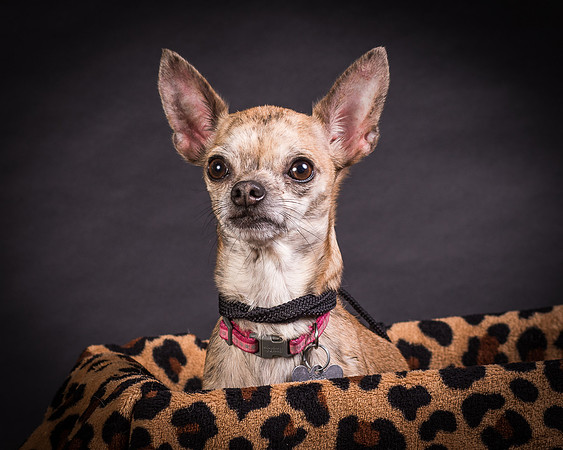 Foster Selina-1167