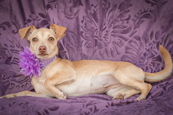 Foster Beatriz-7816