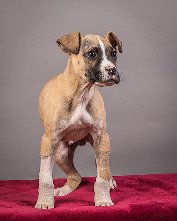 Foster Barnabas-4515