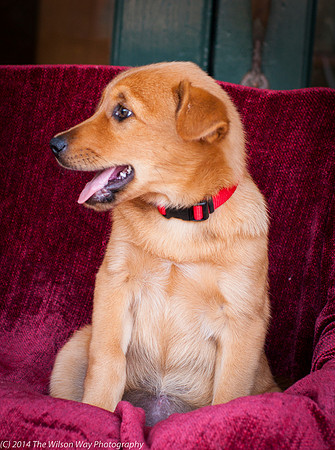 Foster Luna-9132