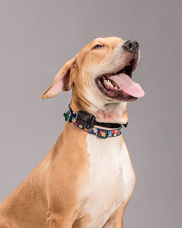 Foster Troy-6313