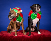 Brown-Jade and Louie-7333