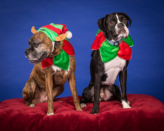 Brown-Jade and Louie-7333