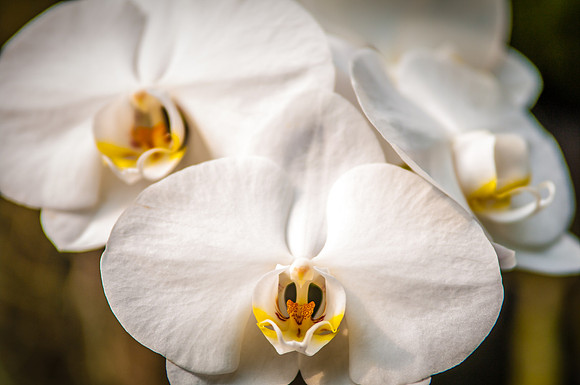 flowers-9114