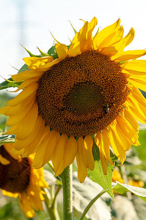 sunflowers-1748