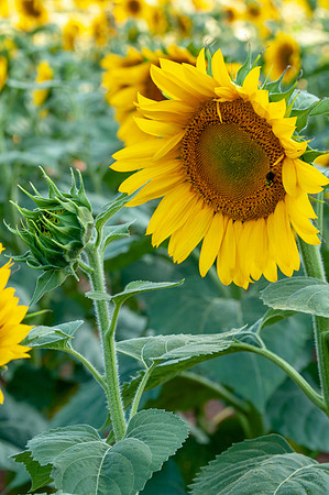 sunflowers-1962